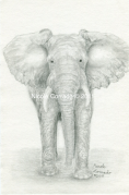 Elephant - Watermarked