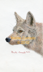 Title: Lone Wolf - Medium: Coloured Pencil - Size: 5 1/2" x 10" - Year: 2010