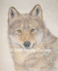 Title: Wolf Portrait -  Medium: Coloured Pencils -  Size: 11″x 14″ - Year: 2009